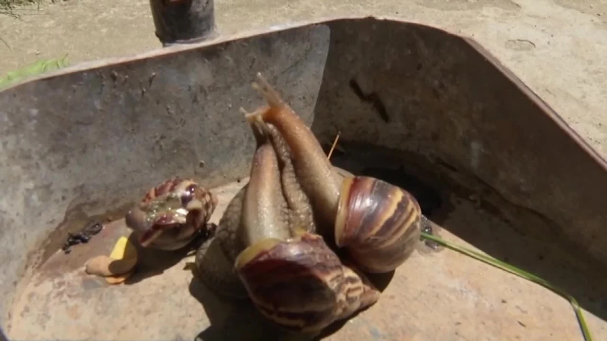 Kuba walczy z plagą afrykańskich ślimaków olbrzymich. Od kilku miesięcy kubańska prasa ostrzega mieszkańców karaibskiej wyspy przed groźnymi chorobami przenoszonymi przez mięczaka. Stanowią też zagrożenie dla plonów rolnych. Afrykański ślimak olbrzymi osiąga długość do 12 cm i szerokość do 6 cm. Nie wiadomo, jak pojawił się na Kubie, ale w ciągu kilku lat opanował prawie całą wyspę.