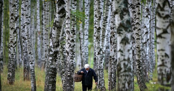 Pogranicznicy z Warmii i Mazur apelują, aby wchodząc do lasu zwracać uwagę na tablice informacyjne. Powód? Wystarczy chwila nieuwagi, żeby znaleźć się w Rosji.
