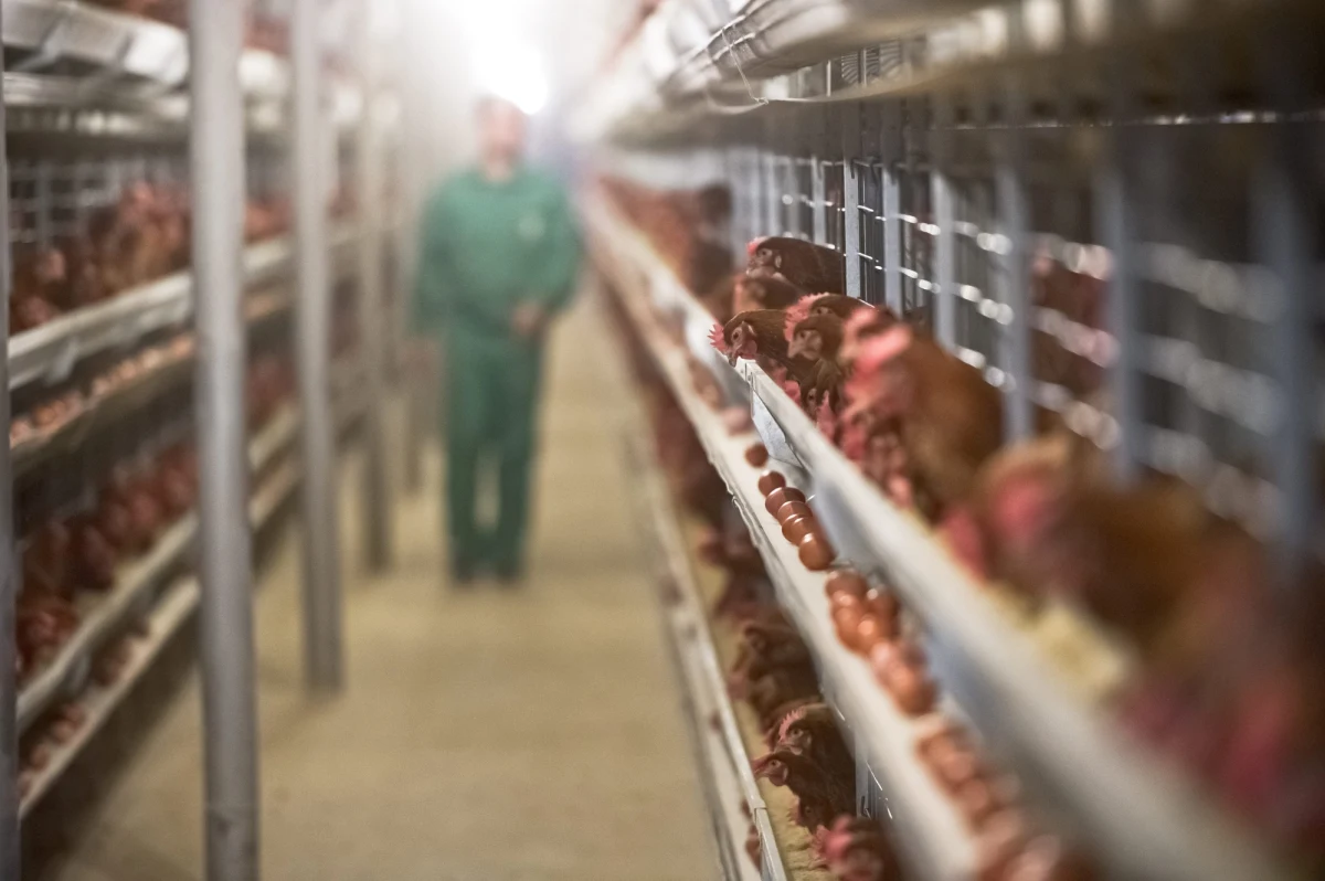 W Holandii wybuchł skandal z mięsem, w którym wykryto bakterie listeriozy. Po spożyciu mięsa zmarły trzy osoby. Media informują również o kobiecie, która urodziła martwe dziecko. W Belgii masowo wycofywane są produkty holenderskiej firmy przetwórstwa mięsnego z Aalsmeer. 