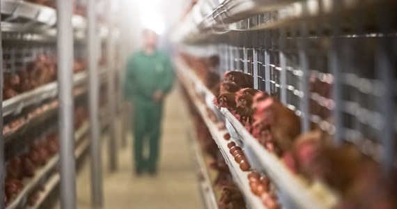 W Holandii wybuchł skandal z mięsem, w którym wykryto bakterie listeriozy. Po spożyciu mięsa zmarły trzy osoby. Media informują również o kobiecie, która urodziła martwe dziecko. W Belgii masowo wycofywane są produkty holenderskiej firmy przetwórstwa mięsnego z Aalsmeer. 