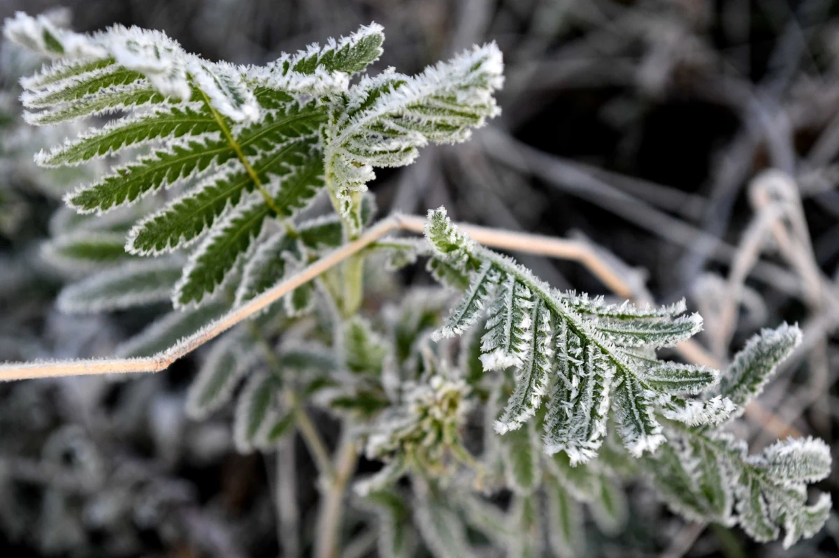 To była wyjątkowo chłodna noc. Jak informuje meteoprognoza.pl, w skali kraju była to najzimniejsza noc sezonu. Przymrozku nie było tylko tam, gdzie pojawiły się chmury.