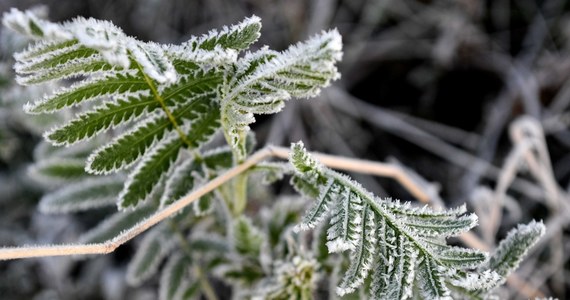 To była wyjątkowo chłodna noc. Jak informuje meteoprognoza.pl, w skali kraju była to najzimniejsza noc sezonu. Przymrozku nie było tylko tam, gdzie pojawiły się chmury.