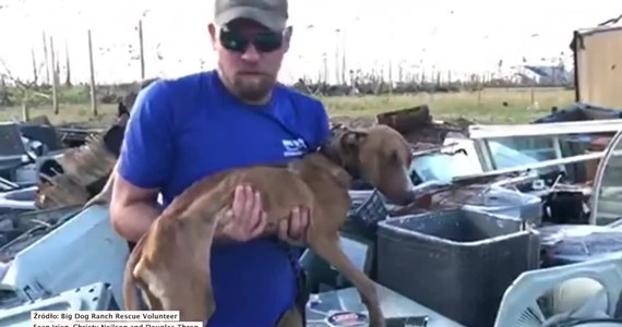 Na Bahamach odnaleziono psa, który przez ponad trzy tygodnie był uwięziony pod gruzami po przejściu huraganu Dorian.