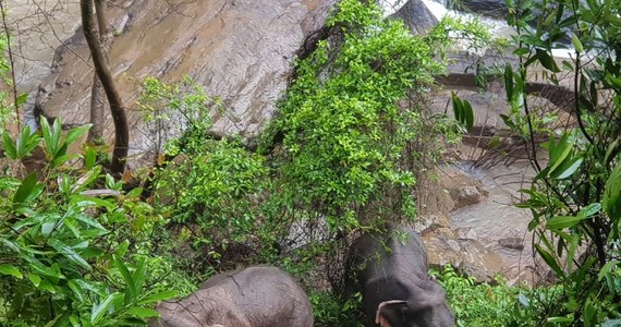 ​Ciała kolejnych pięciu dzikich słoni odkryto w wodospadzie w parku narodowym Khao Yai w Tajlandii - podał we wtorek dziennik "Bangkok Post", cytując miejscowe władze. Oznacza to, że w sobotnim wypadku zginęło tam łącznie co najmniej 11 takich zwierząt.