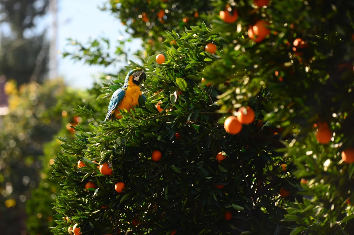Władze Madrytu zdecydowały o likwidacji tysięcy żyjących na ulicach hiszpańskiej stolicy papug. Zdaniem przedstawicieli ratusza ptaki "naruszają różnorodność biologiczną i zagrażają bezpieczeństwu mieszkańców". Lokalny urzędnik odpowiedzialny w Madrycie za ochronę środowiska wyliczył, że miasto uśmierci większość z ponad 12 tys. papug.