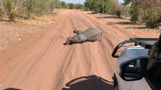 Turyści przebywający na safari musieli w pewnym momencie się zatrzymać. Bowiem na ich drodze leżało słoniątko, które bawiło się w piasku. Po chwili jednak wstało i uciekło w stronę mamy, która oddaliła się nieco dalej. Uroczy widok, prawda?