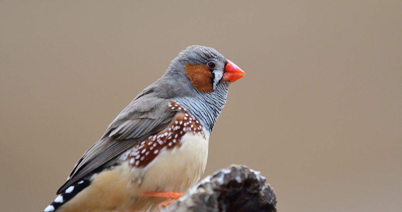 wiadomości,aktualności,Interia Dlaczego ptaki śpiewają o świcie? Jest odpowiedź