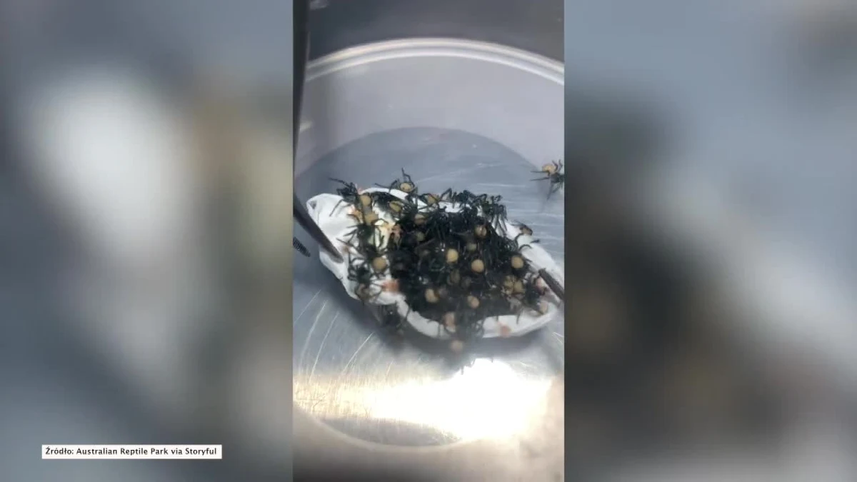 Pracownik australijskiego parku gadów w Sombersby przy użyciu pęsety rozpakował worek z jajkami atraksa, ptasznika australijskiego. Z wnętrza wybiegło kilkadziesiąt świeżo wyklutych osobników. Park opublikował nagarnie na swoim Facebooku z ostrzeżeniem, by nie oglądali go ludzie o słabych nerwach.