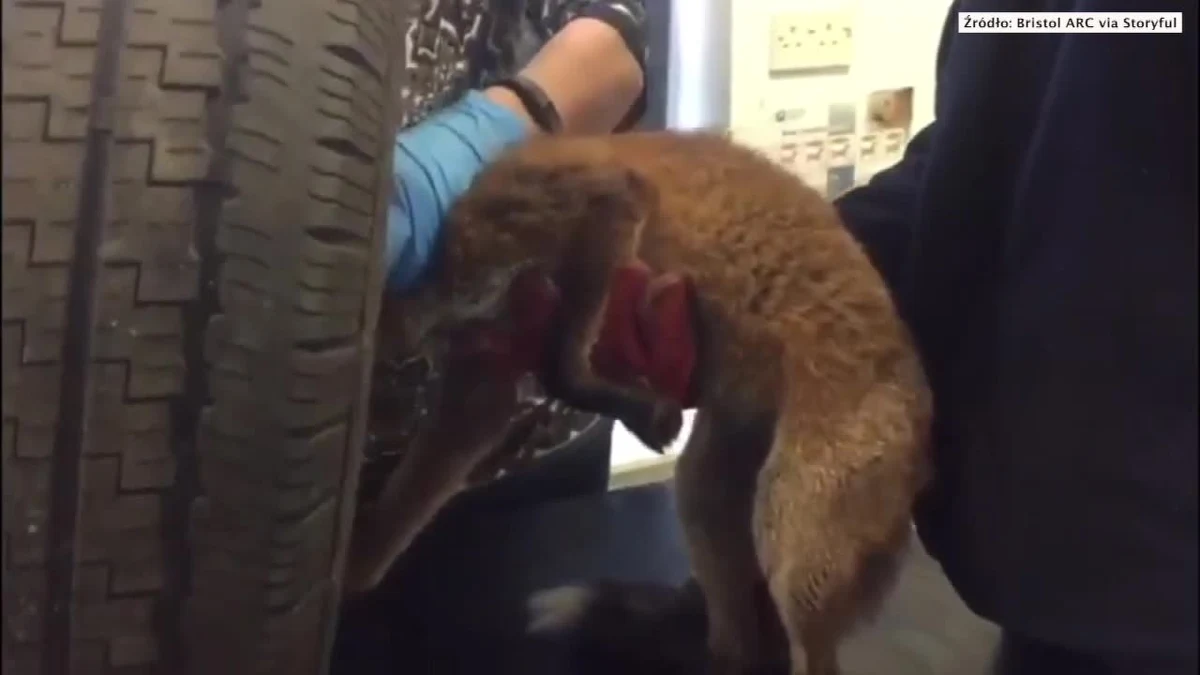 Pracownicy organizacji charytatywnej Bristol Animal Rescue Centre uwolnili lisa, który zaklinował się w kole ciężarówki. "Nie chciałem go skrzywdzić podczas próby uwolnienia go, dlatego zdjęliśmy całe koło" - powiedział Alan Barnes z Bristol Animal Rescue Centre. Ratownicy użyli smaru weterynaryjnego. Operacja zakończyła się sukcesem. Lis nie ucierpiał.
