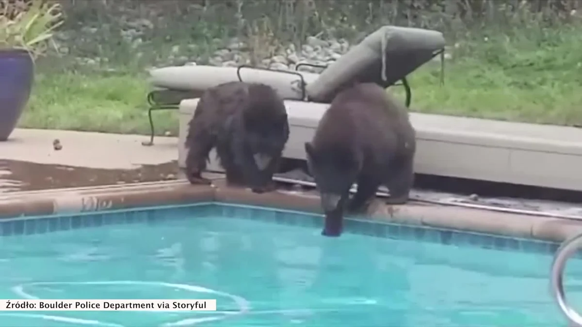 Niecodzienne wezwanie otrzymali policjanci w Boulder, Kolorado. Amerykańscy funkcjonariusze po przyjechaniu na miejsce zobaczyli dwa niedźwiedzie kąpiące się przy domowym basenie. Od razu wezwali służby ochrony zwierząt. Te przerwały niedźwiedziom popołudniową kąpiel. Zwierzęta do wody przywiodły ogromne upały panujące od kilku dni w okolicy.