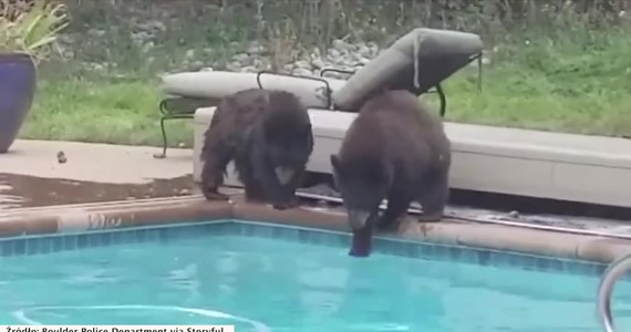 Niecodzienne wezwanie otrzymali policjanci w Boulder, Kolorado. Amerykańscy funkcjonariusze po przyjechaniu na miejsce zobaczyli dwa niedźwiedzie kąpiące się przy domowym basenie. Od razu wezwali służby ochrony zwierząt. Te przerwały niedźwiedziom popołudniową kąpiel. Zwierzęta do wody przywiodły ogromne upały panujące od kilku dni w okolicy.