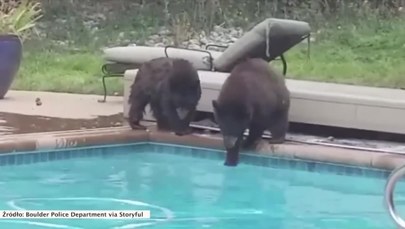 Niedźwiedzie kąpały się w prywatnym basenie. Potrzebna była interwencja policji