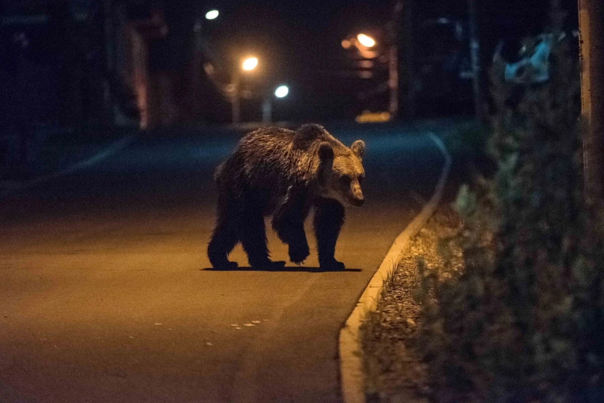 Władze słowackiego miasta Wysokie Tatry, leżącego niedaleko granicy z Polską, tylko w tym roku odnotowały ponad 700 spotkań człowieka z niedźwiedziem. Władze miasta chcą odstrzelić zwierzęta, które zbytnio zbliżają się do osiedli. Tamtejsze ministerstwo środowiska jest przeciwne.