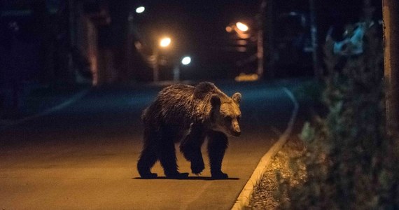 Władze słowackiego miasta Wysokie Tatry, leżącego niedaleko granicy z Polską, tylko w tym roku odnotowały ponad 700 spotkań człowieka z niedźwiedziem. Władze miasta chcą odstrzelić zwierzęta, które zbytnio zbliżają się do osiedli. Tamtejsze ministerstwo środowiska jest przeciwne.