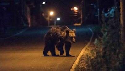 Mieszkańcy Wysokich Tatr boją się niedźwiedzi. Rząd nie chce odstrzałów