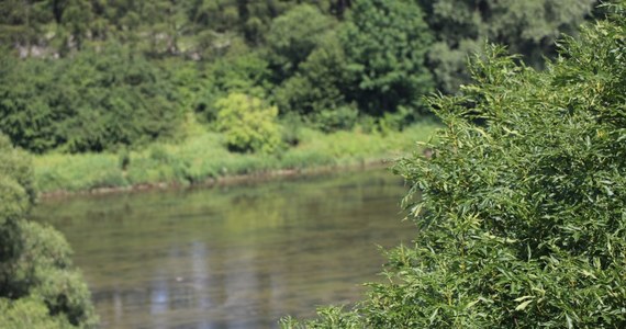 Obecność środka owadobójczego w rzece Huczwie w Hrubieszowie (Lubelskie) wykryli inspektorzy ochrony środowiska. Był on prawdopodobnie przyczyną zatrucia ryb w tej rzece.