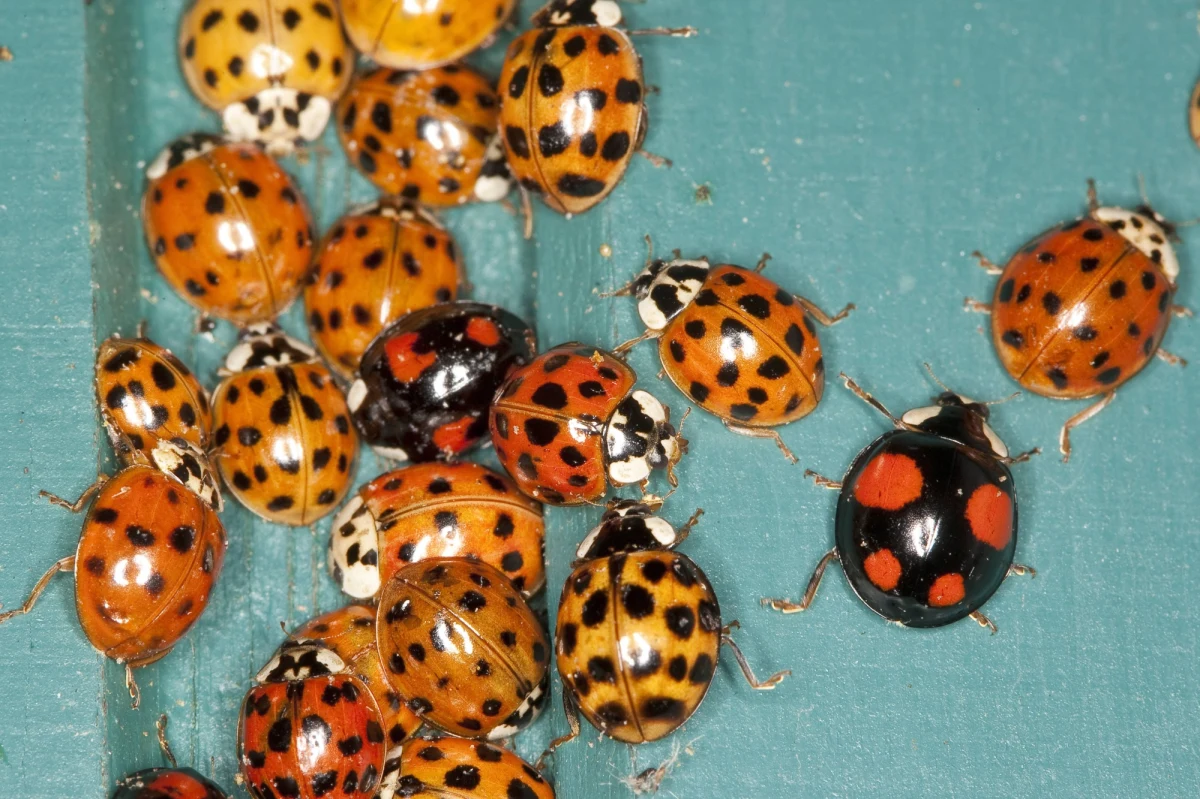 Biedronki azjatyckie w natarciu. Chmary tych owadów można w ostatnich dniach zaobserwować w polskich miastach. Niestety mogą one wywoływać alergie. 