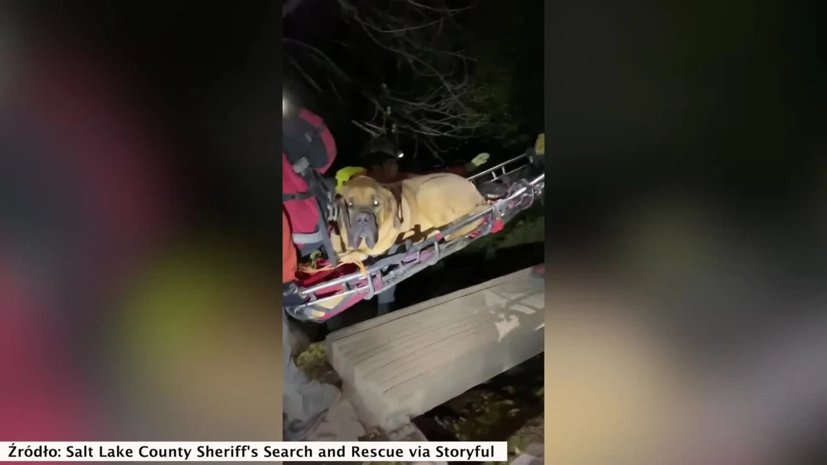 Właściciel prawie 90-kilogramowego mastiffa udał się ze swoim pupilem na niedzielną wspinaczkę po górach. Ta sielska przygoda zakończyła się jednak poważnymi tarapatami. Floyd, bo tak ma na imię pies, po dwóch milach spaceru po szlaku górskim zranił się w łapkę i nie był w stanie się ruszyć. Potrzebna była interwencja służb, bo na zewnątrz robiło się coraz ciemniej oraz zimniej. Tak wielkiego psiska nie można było przenieść inaczej jak z pomocą noszy i ratowników. Akcja zakończyła się sukcesem, a opatrzony psiak wrócił do domu.