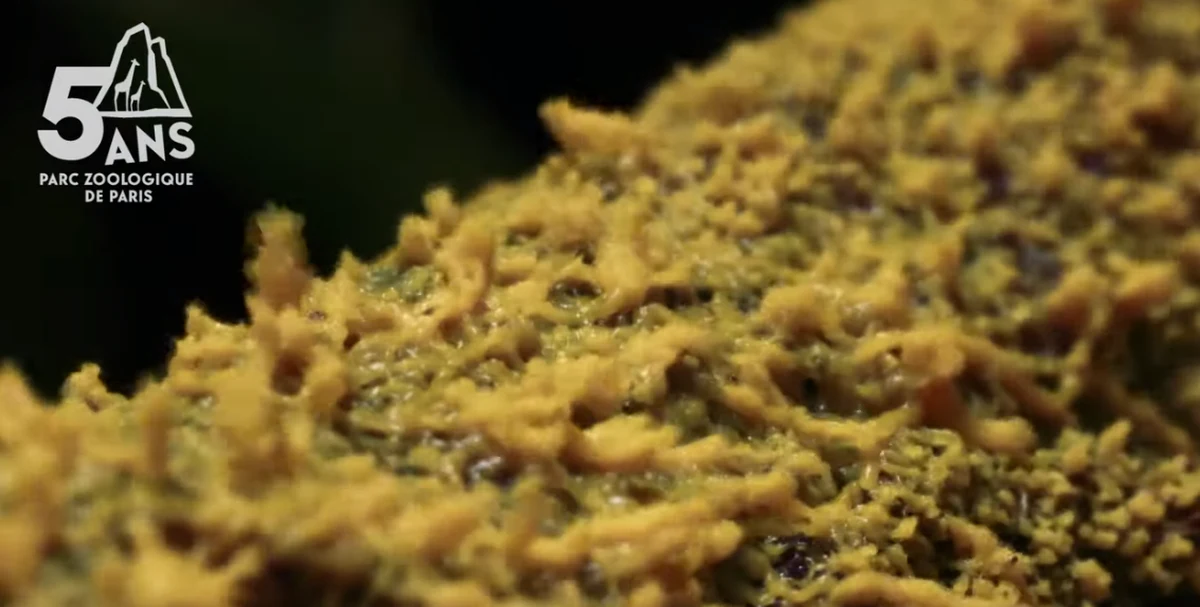 Paryski Park Zoologiczny zaprezentował tajemniczy organizm. Blob - bo takie miano zyskał - to żółtawy "jednokomórkowiec", który wygląda jak grzyb, ale zachowuje się jak zwierzę.
