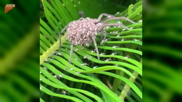 Ogromny pająk, który miał na sobie setki młodych! Przerażające.