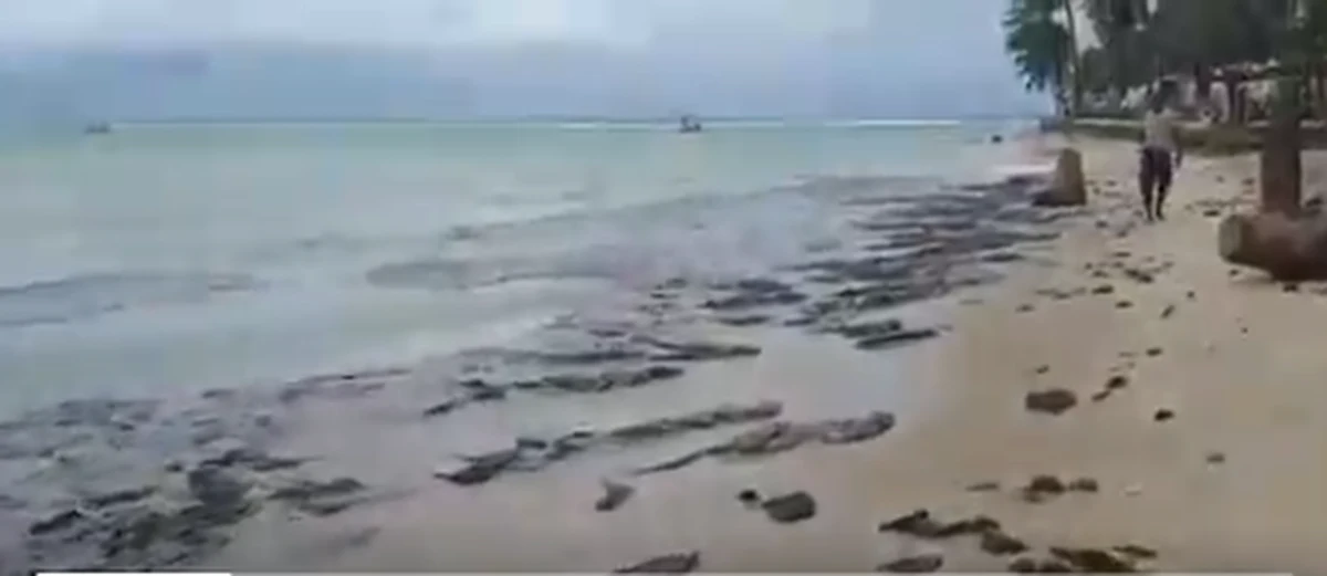 Plama zużytego oleju silnikowego, która zanieczyściła wody przy niemal 200 nadmorskich miejscowościach w Brazylii, dotarła do plaży Carneiros, uważanej za jedną z najpiękniejszych na świecie. Władze Brazylii twierdzą, że wciąż nie wiedzą co było źródłem niebezpiecznego wycieku. 