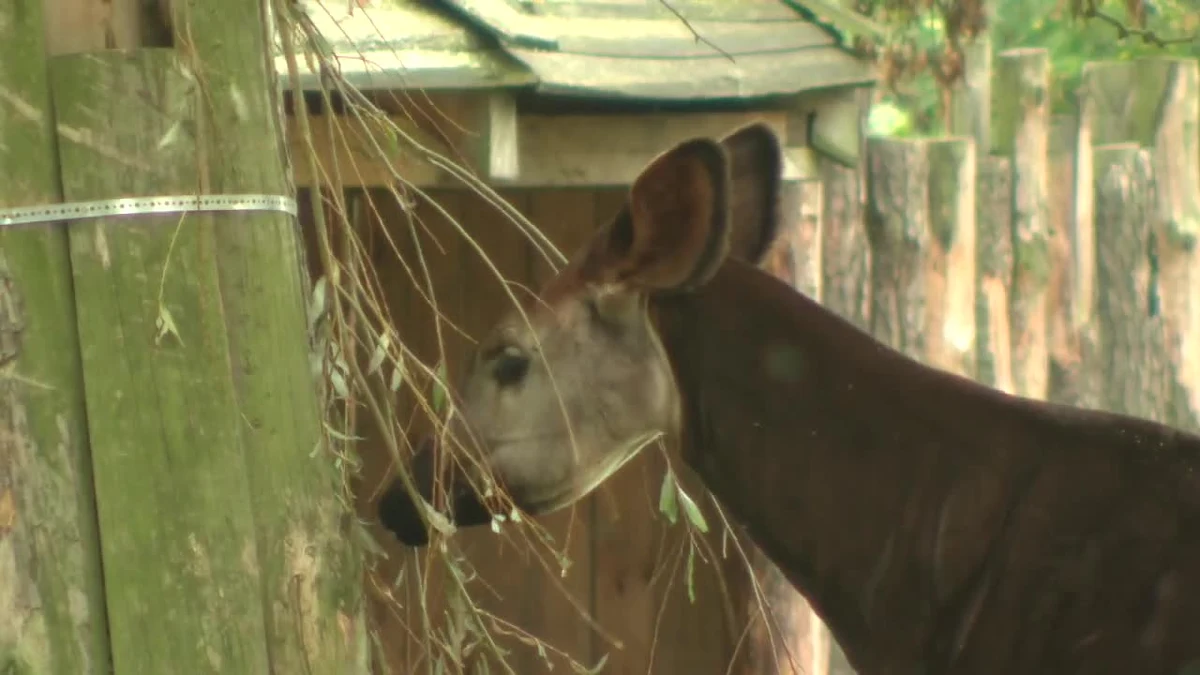 Oddaj telefon, ocal okapi! We wrocławskim ZOO po raz trzeci ruszyła akcja zbierania starych, nieużywanych lub zepsutych telefonów komórkowych. Trafią one do recyklingu, a uzyskane w ten sposób środki zasilą budżety organizacji ratujących zagrożone wyginięciem zwierzęta Afryki.