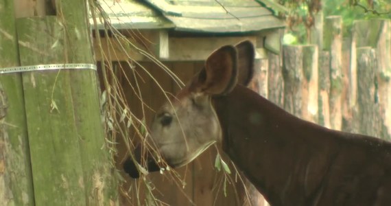 Oddaj telefon, ocal okapi! We wrocławskim ZOO po raz trzeci ruszyła akcja zbierania starych, nieużywanych lub zepsutych telefonów komórkowych. Trafią one do recyklingu, a uzyskane w ten sposób środki zasilą budżety organizacji ratujących zagrożone wyginięciem zwierzęta Afryki.