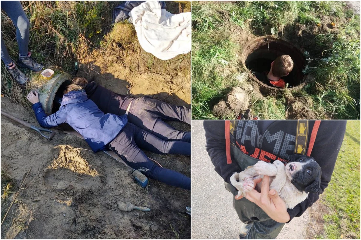 To był niedzielny wieczór. Służby otrzymały zgłoszenie o sześciu szczeniakach porzuconych w studzience kanalizacyjnej na terenie Grochowic na Dolnym Śląsku. Akcja ratunkowa trwała wiele godzin.