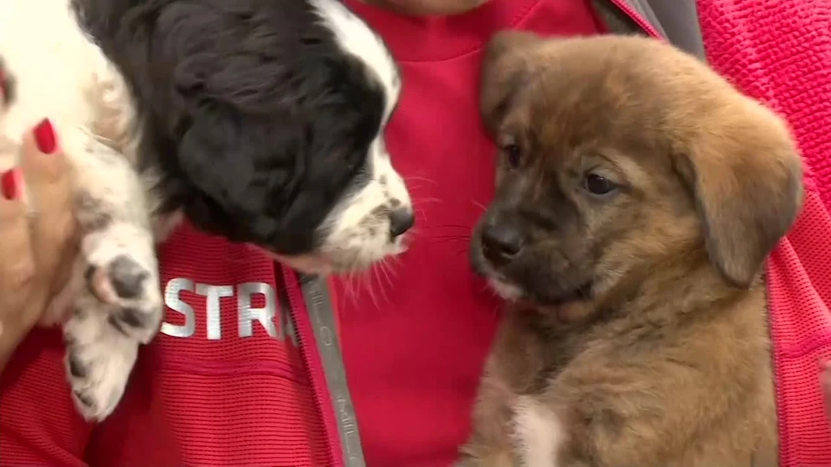 13 godzin trwała akcja ratunkowa sześciu bezpańskich szczeniaków, które utknęły w kanale deszczowym w okolicach Głogowa w woj. dolnośląskim. Udało się uratować pieski. Większość szczeniaków znalazła nowych właścicieli. 
