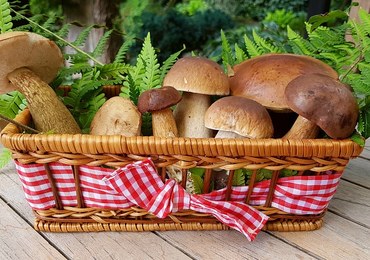 Grzyby: Gdzie nie wolno ich zbierać, ile kosztują i dlaczego są zdrowe
