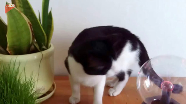 Ciekawski kot znalazł na półce właścicieli kulę plazmową. Jak skończy się to spotkanie?