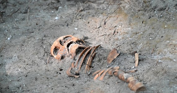 Archeolodzy prowadzący badania na terenie gdańskiego Westerplatte znaleźli kolejne ludzkie szczątki. W sumie w trakcie prac natrafiono na osiem kompletnych bądź zachowanych częściowo szkieletów. Przy wielu z nich odkryto przedmioty wskazujące na polskich żołnierzy.