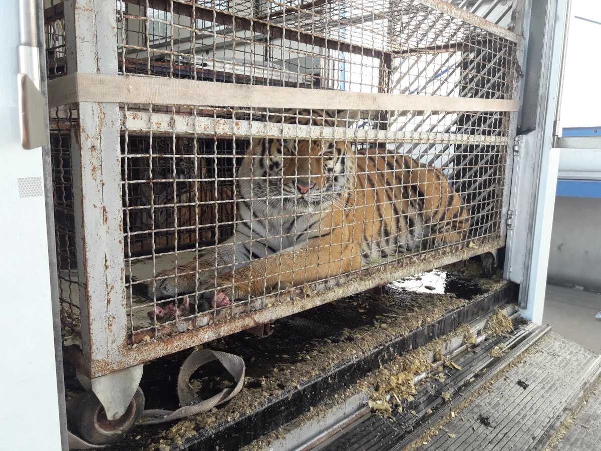 Na polsko-białoruskim przejściu granicznym w Koroszczynie od dwóch dni tkwi transport 10 tygrysów. Drapieżniki są darowizną dla ogrodu zoologicznego w Dagestanie. Do Rosji miały dotrzeć przez Białoruś. Jednak nasi wschodni sąsiedzi nie wpuścili ich na swoje terytorium. Jedno ze zwierząt padło. 