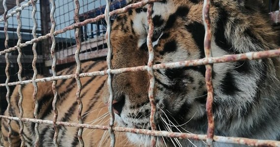 Transport z tygrysami, który utknął na polsko-białoruskiej granicy, nie pojedzie na Wschód - to decyzja granicznego lekarza weterynarii w Koroszczynie oraz specjalistów z poznańskiego zoo, którzy przyjechali, żeby ocenić stan zwierząt. 