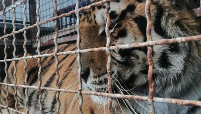 Transport z tygrysami, który utknął na granicy, nie pojedzie na Wschód