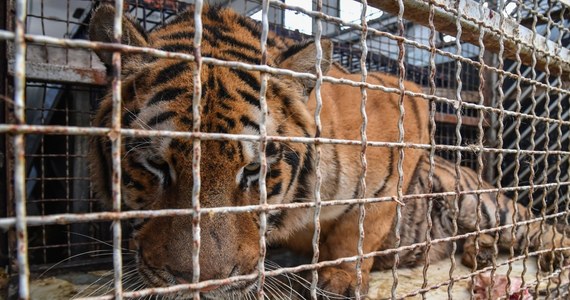 Tygrysy, których transport nie został wpuszczony na Białoruś, zostaną w Polsce. Ciężarówka z 10 drapieżnikami przyjechała z Włoch. W sobotę utknęła na terminalu w Koroszczynie. Zwierzęta są w podróży od 22 października. Przyjechały w ciasnych i brudnych klatkach. Jeden z tygrysów padł. Po poszukiwaniach miejsc, gdzie mogłyby trafić, poznański ogród zoologiczny zaoferował czasową opiekę na drapieżnikami.