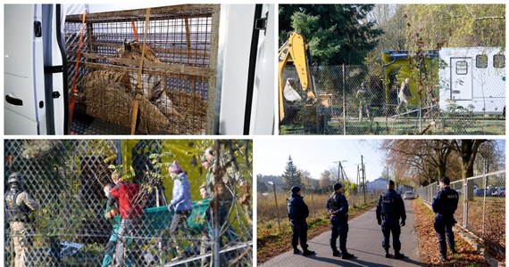 W Poznaniu trwa próba rozładunku klatek z tygrysami, które po północy dotarły do ogrodu zoologicznego. Zwierzęta są w fatalnym stanie. Wiadomo już jednak, że wszystkie żyją.