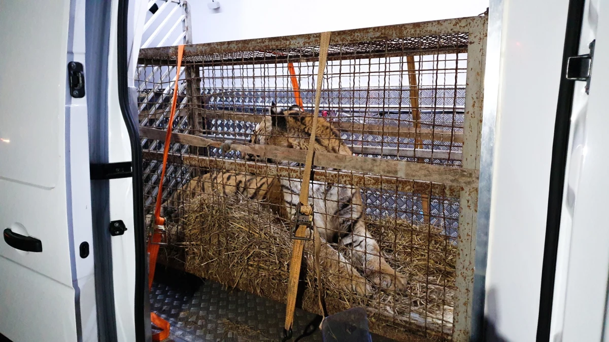 Stan czterech z siedmiu tygrysów przewiezionych w czwartek do poznańskiego zoo z polsko-białoruskiego przejścia granicznego wyraźnie się poprawił. Zwierzęta zostaną w Poznaniu przynajmniej dwa tygodnie. Do tamtejszego ogrodu zoologicznego zostały przewiezione w nocy ze środy na czwartek. Są to trzy samice i cztery samce. Dwa najsilniejsze osobniki przewieziono potem z Poznania do zoo w Człuchowie.