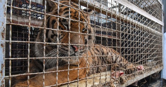 Sąd w Białej Podlaskiej zdecydował o 3-miesięcznym areszcie dla Rinata V., Rosjanina, który zorganizował transport tygrysów z Włoch.