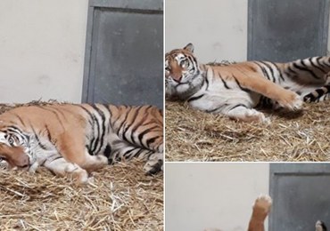 Tygrysy z poznańskiego zoo: Dostały imiona, są w coraz lepszej formie 