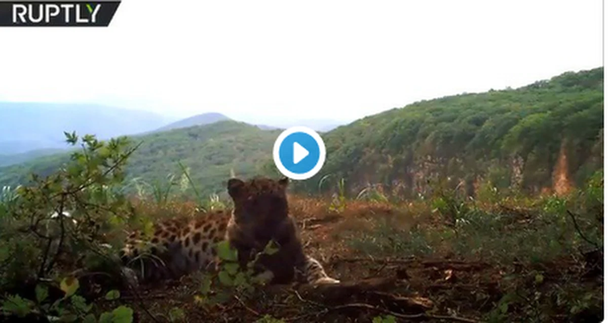 Dziki lampart amurski, uznawany za najrzadszego z wielkich kotów na świecie, został nagrany przez ukrytą kamerę w rosyjskim Parku Narodowym Krainy Lamparta - donosi portal Onet. Zwierzę wyglądało, jakby pozowało do obiektywu i zachowywało się, jak domowy kot. 