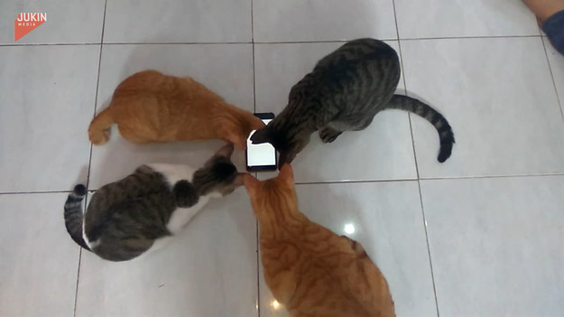 Cztery koty próbowały złapać robaka. Jest jednak jeden haczyk. Zobaczcie sami. 