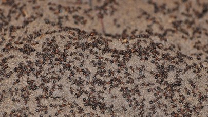 Mrówki kanibale w postsowieckim, nuklearnym bunkrze