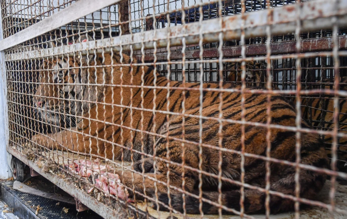 Prokuratura bada sprawę transportu 10 tygrysów z Włoch do Rosji, które ostatecznie po wielu dniach zostały uratowane i trafiły do zoo w Poznaniu i Człuchowie. Jak to możliwe, że opuściły Polskę i dopiero po tym, jak nie zostały wpuszczone na Białoruś okazało się, że były przewożone w nieodpowiednich warunkach?