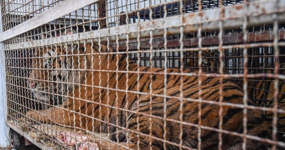 Prokuratura bada sprawę transportu 10 tygrysów z Włoch do Rosji, które ostatecznie po wielu dniach zostały uratowane i trafiły do zoo w Poznaniu i Człuchowie. Jak to możliwe, że opuściły Polskę i dopiero po tym, jak nie zostały wpuszczone na Białoruś okazało się, że były przewożone w nieodpowiednich warunkach?