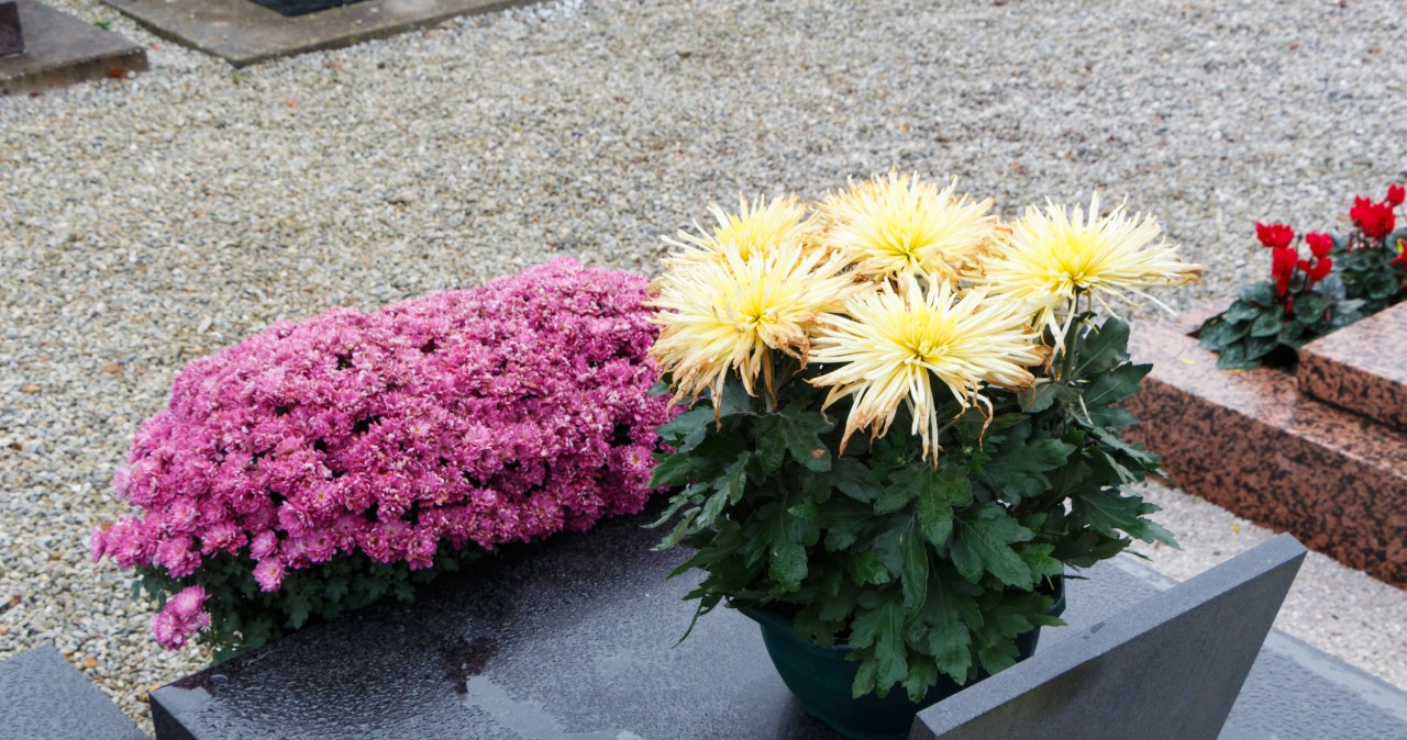 Kup na Wszystkich Świętych zamiast chryzantem. Postoją choćby 2 razy dłużej