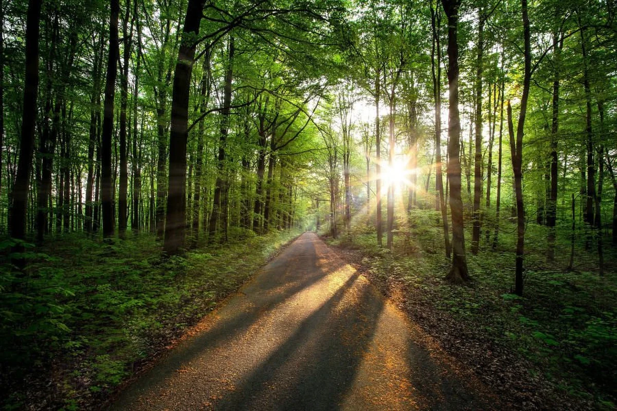 16 milionów złotych zapłaci Gmina Kraków za kupno Lasu Borkowskiego. To 15- hektarowy zielony teren na południu miasta należący do prywatnych właścicieli. Spór o Las Borkowski trwał od kilku lat. Mieszkańcy naciskali na miejskie władze, by wykupiły teren, tak by właściciel nie sprzedał go deweloperom, którzy wybudowaliby tam bloki. Las Borkowski ma służyć krakowianom jako miejsce rekreacji i wypoczynku.