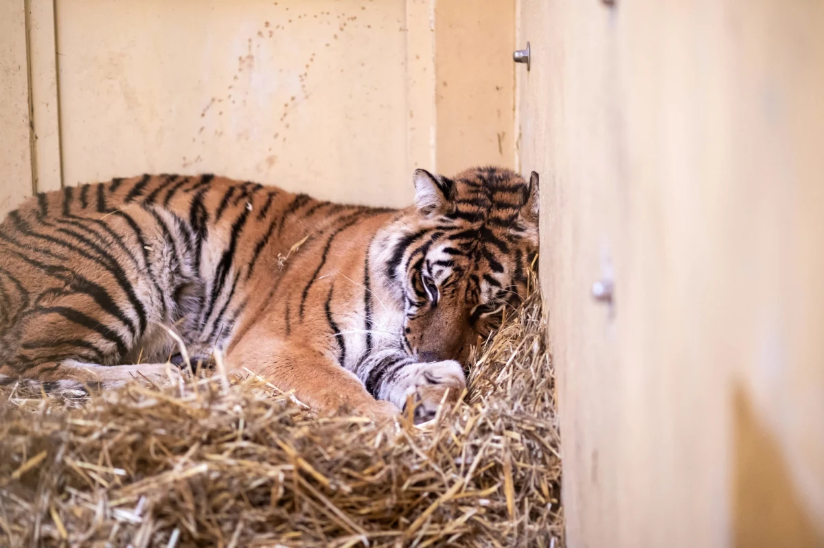 Powiatowy lekarz weterynarii zalecił poznańskiemu zoo zastosowanie kwarantanny w miejscach, w których przebywają tygrysy przywiezione z polsko-białoruskiego przejścia granicznego - poinformowała rzeczniczka ogrodu zoologicznego Małgorzata Chodyła. Kontrola ma związek ze sprowadzeniem do zoo dziewięciu tygrysów.
