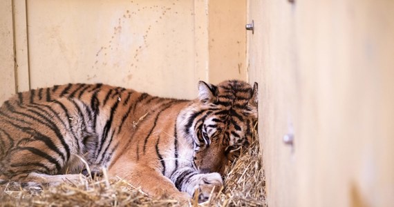 Powiatowy lekarz weterynarii zalecił poznańskiemu zoo zastosowanie kwarantanny w miejscach, w których przebywają tygrysy przywiezione z polsko-białoruskiego przejścia granicznego - poinformowała rzeczniczka ogrodu zoologicznego Małgorzata Chodyła. Kontrola ma związek ze sprowadzeniem do zoo dziewięciu tygrysów.