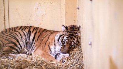 Powiatowy lekarz weterynarii: Poznańskie zoo powinno wprowadzić kwarantannę